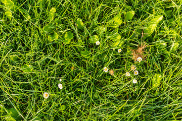 green grass background
