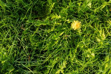 dandelion in the grass