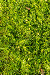 close up of green grass