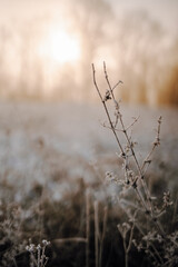 Closeup of isolated wild dost covered with frost in backlight at sunrise. Winter landscape in...