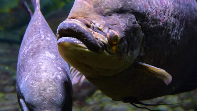 Close up of an elephant ear fish relaxing underwater