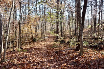 The hike in the beautiful autumn forest on a sunny day.