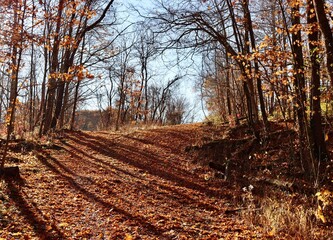 The colorful autumn forest on a sunny day.