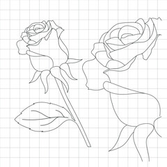Rose draw