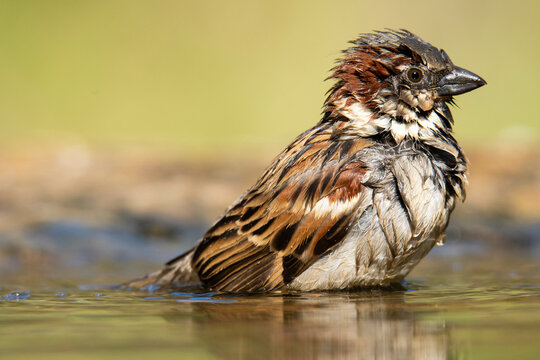 Wet house sparrow in puddle