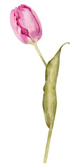 Pink spring tulip flower, watercolor illustration.