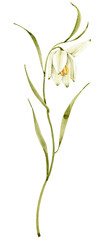 Watercolor illustration of a white spring flower. hand painted for weddings and invitations.