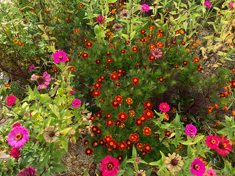 colorful flowers 