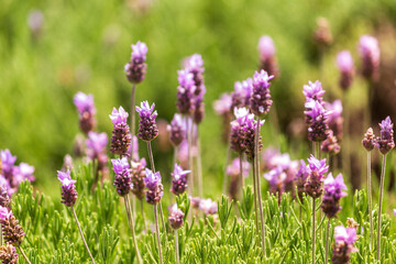 Lavanda IMG_0305