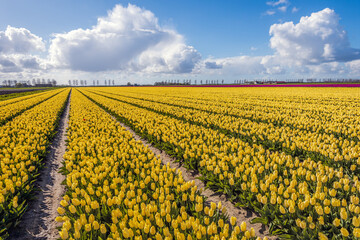 Exuberant yellow blooming tulips on the field of a Dutch flower bulb nursery in the village of Oude Tonge on the former South Holland island of Goeree Overflakkee. It's a sunny spring day.