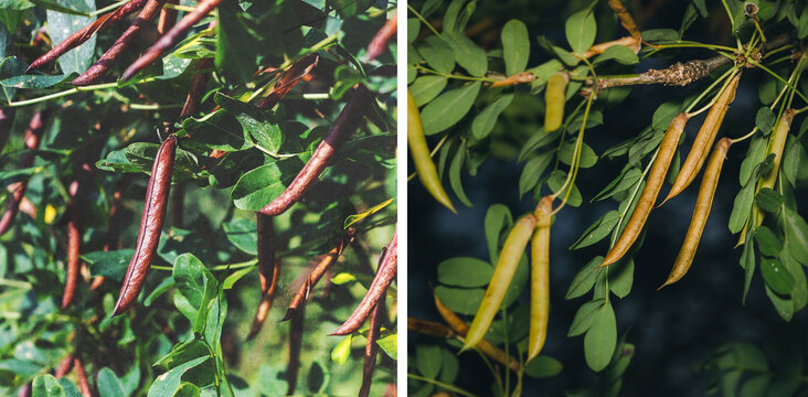 Caragana tree, yellow acacia