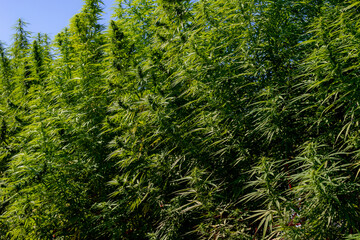 Selective focus green leaves and flower of Marijuana with blue clear sky, Cannabis is a psychoactive drug from the Cannabis plant used primarily for medical or recreational purposes, Nature background