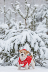 Jack Russell Terrier in a red jacket, hat and scarf stands in the forest. There is a snowstorm in...
