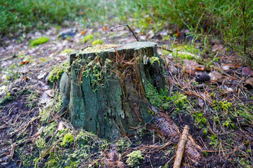 Close up of an old tree stump in woodland