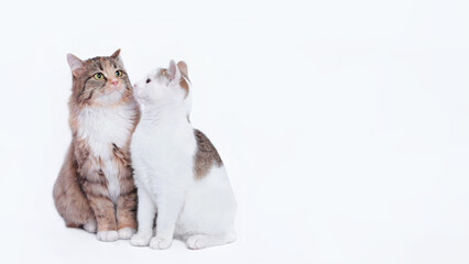 Close up different two cats are looking at each other. Big Cat next to a white small Cat isolated on a white background. Portrait of two cats. Animal friendship. Empty space for text. Pet. Web banner