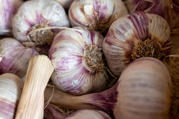 New harvest of fresh aromatic violet garlic in Piolenc village, Vaucluse, Provence, France