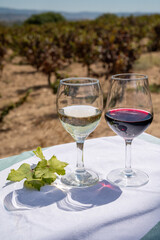 Tasting of red and white wine on vineyards of Cyprus. Wine production on Cyprus, tourists wine route.