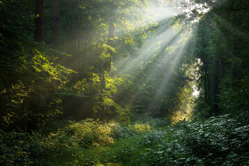Fototapeta na wymiar Beautiful sunny morning in green forest
