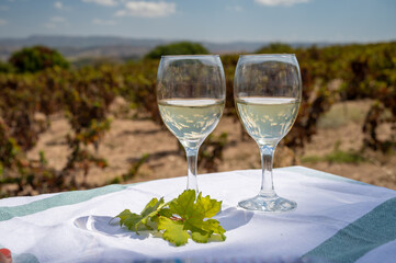 Tasting of white wine on vineyards of Cyprus. Wine production on Cyprus, tourists wine route.