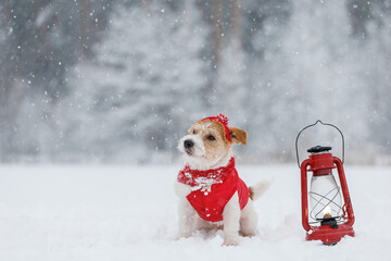 Jack Russell Terrier in a red jacket, hat and scarf sits next to a burning kerosene lighting lamp...
