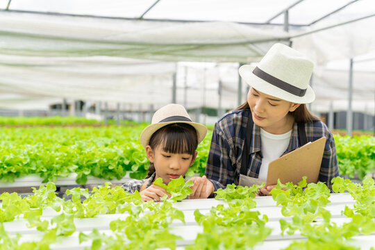 Asian family mother and daughter picking vegetables Check your own hydroponic vegetable garden together happily