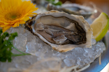 Fresh open oysters seafood served on ice with lemon in French restaurant
