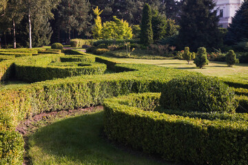 Bush maze in park