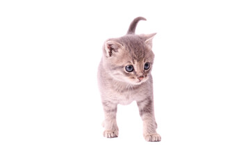 Small gray fluffy kitten