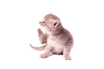 Small gray fluffy kitten