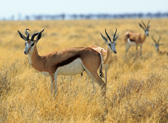 Naklejka na ściany i meble Herd of springbok on the dry yellow grass in Etosha