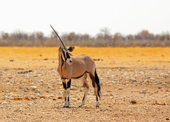 Isolated One Horned Gemsbok Oryx standing on the dry dusty African Plains