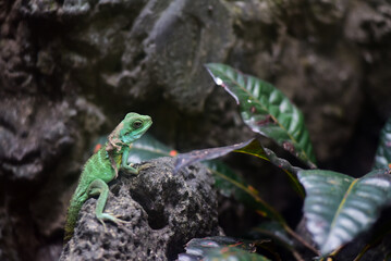 A small lizard on the stone