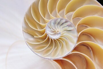 shell nautilus fibonacci symmetry pearl spiral golden ratio cross section sequence spiral structure...