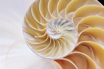 Fotobehang shell nautilus fibonacci symmetry pearl spiral golden ratio cross section sequence spiral structure growth pompilius pearl seashell swirl stock, photo © cheekylorns