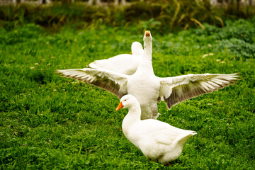 group of geese in the field