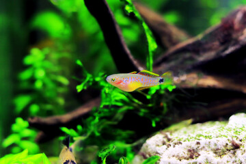 Peacock gudgeon freshwater Goby - (Tateurndina ocellicauda)