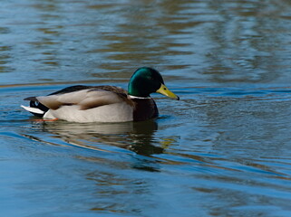 The mallard (Anas platyrhynchos). Duck in the pond. Swiming duck. Wild duck.