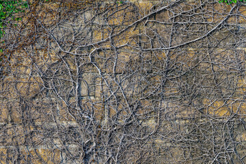 Climbing fig or Creeping fig (Ficus Pumila) the ivy plants are creeping up on concrete wall in garden. Pumila is ivy planted on wall to create natural atmosphere. Beautiful Ficus pumila texture wall.