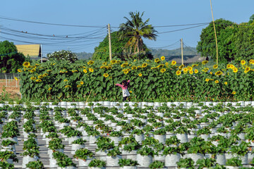 Happiness young girl having fun and cheerful in the organic strawberry farm on warm sunny day. New generation with agriculture. Kid on strawberry plantation field. Outdoor summer fun in countryside.