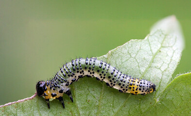 Single gooseberry sawfly catepillar eating a  leaf 