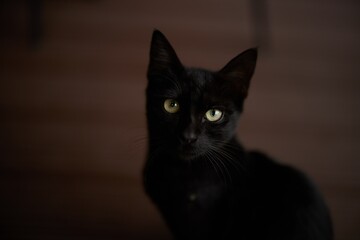 Fototapeta premium Black cat looks close-up into the camera at home against the floor