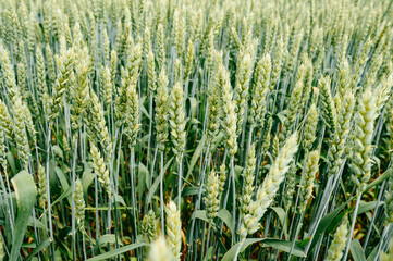 The Ukrainian Agro Cultural Field with wheat is still unripe green wheat in the field.