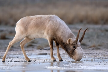 Saiga antelope or Saiga tatarica drinks in steppe near waterhole in winter - obrazy, fototapety, plakaty