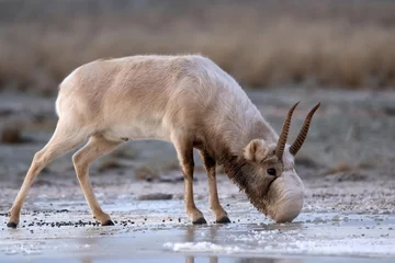 Rolgordijnen Saiga antelope or Saiga tatarica drinks in steppe near waterhole in winter © Yakov