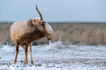 Saiga antelope or Saiga tatarica walks in steppe near waterhole in winter