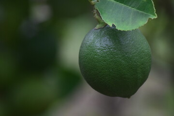 Citrus fruit plants planted in the backyard