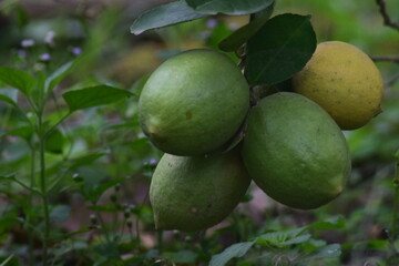Citrus fruit plants planted in the backyard