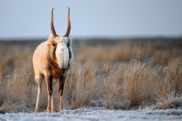 Saiga antelope or Saiga tatarica walks in steppe near waterhole in winter - obrazy, fototapety, plakaty