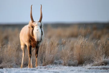 Fototapete Antilope Saiga antelope or Saiga tatarica walks in steppe near waterhole in winter