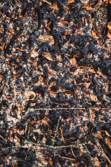 Snow ice on footpath with branches and autumn leaves. background texture.
